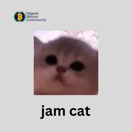 Jam cat